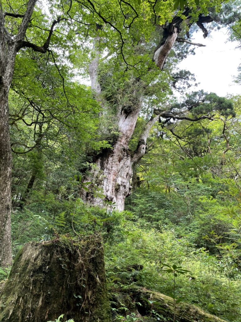 屋久島家族旅行のおすすめ10選|サマナホテル・ガイド巡り葉・白谷雲水峡・装備レンタルまで(図6)