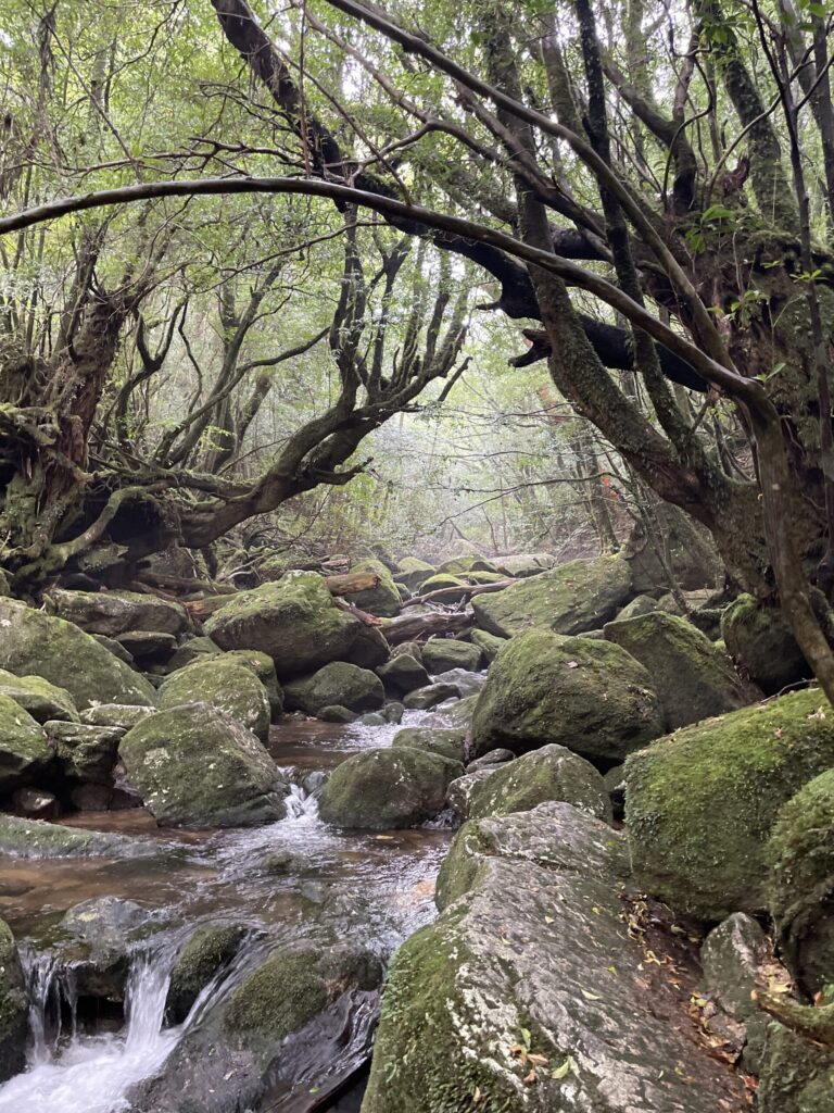 屋久島家族旅行のおすすめ10選|サマナホテル・ガイド巡り葉・白谷雲水峡・装備レンタルまで(図7)