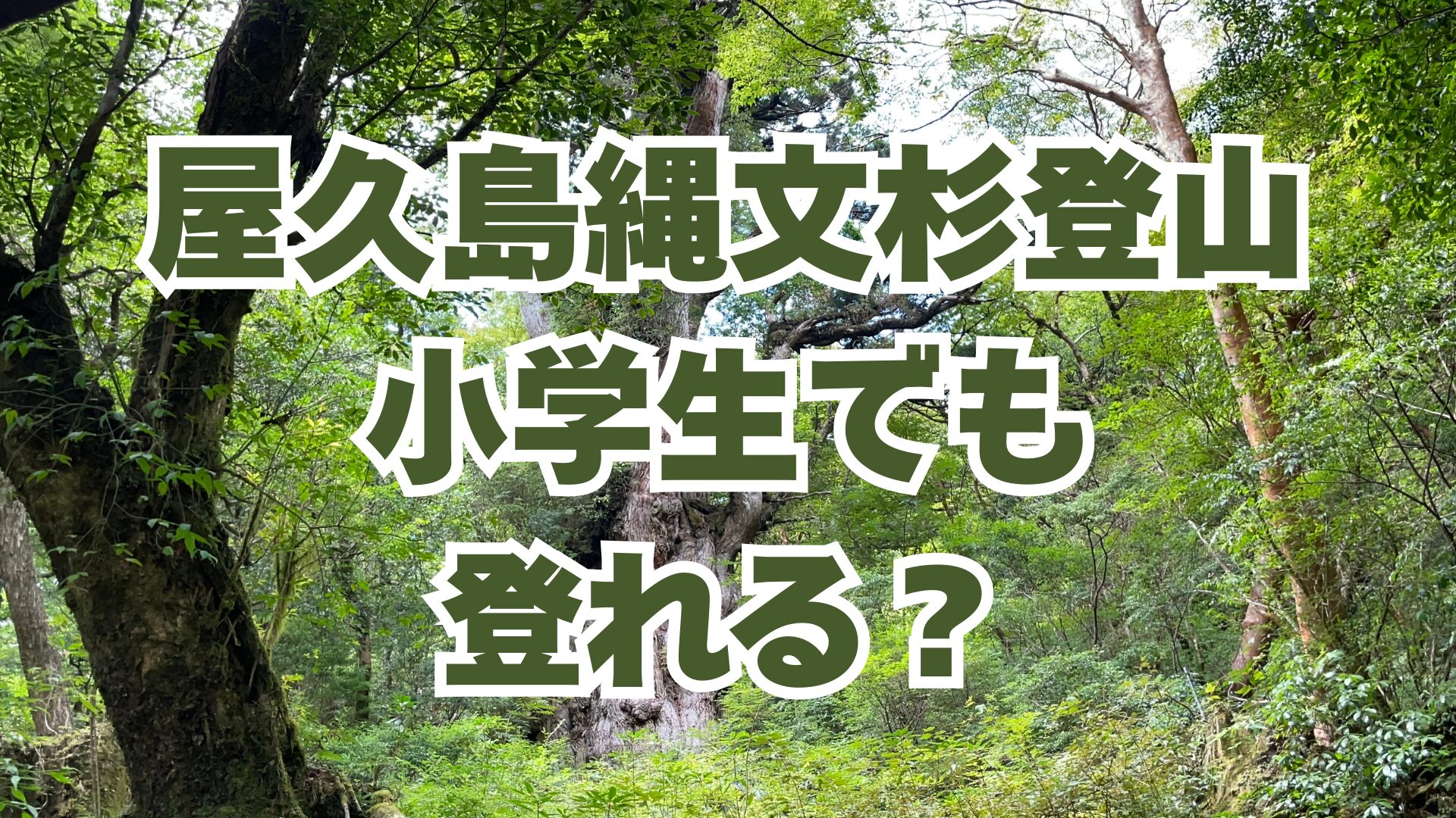小学5年生と縄文杉トレッキングに行くには｜往復22km・10時間に向けた事前準備とガイドの選び方